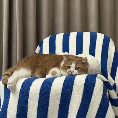 Dr. Bo, my cat